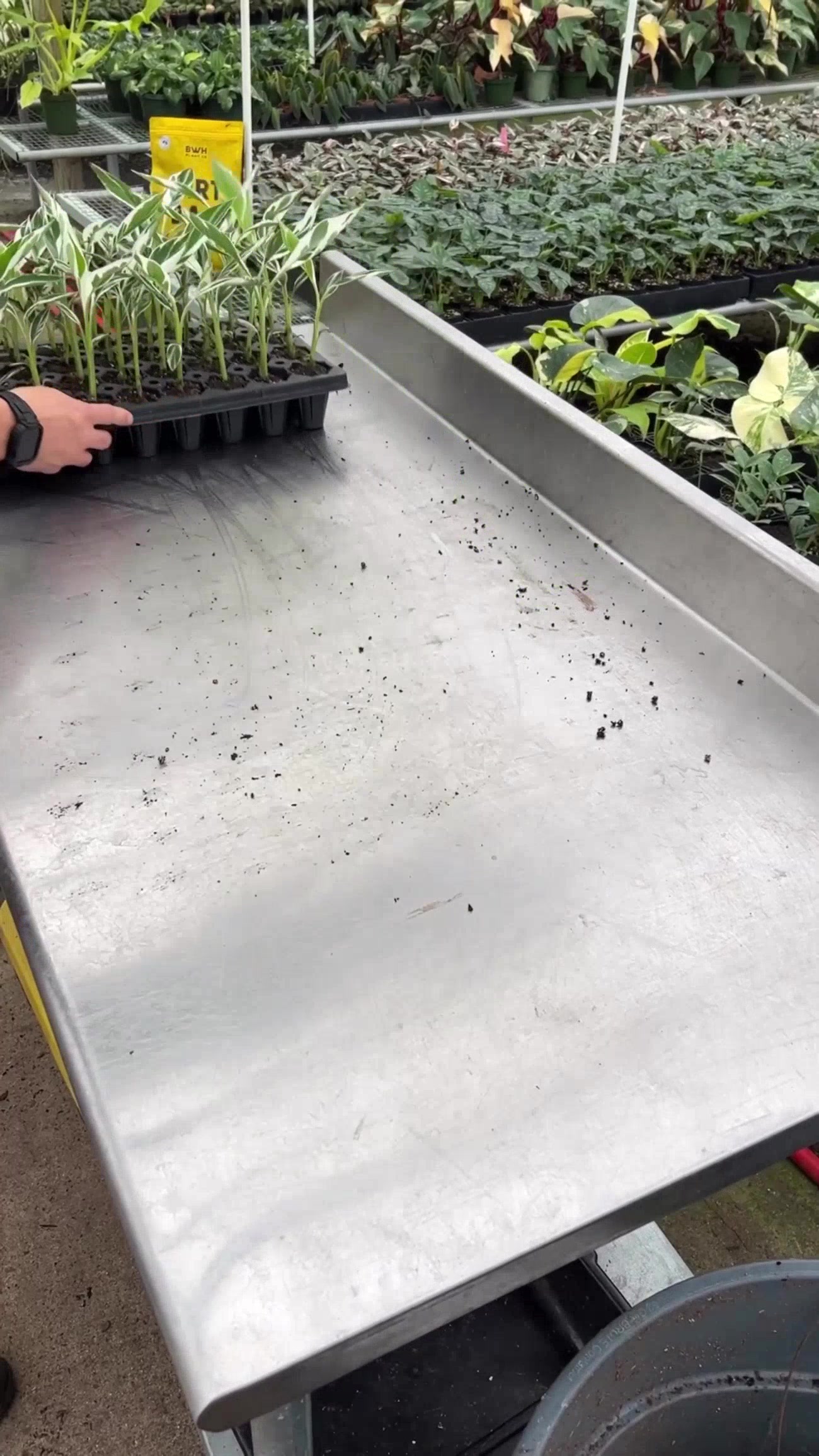 @BWH Plant Co