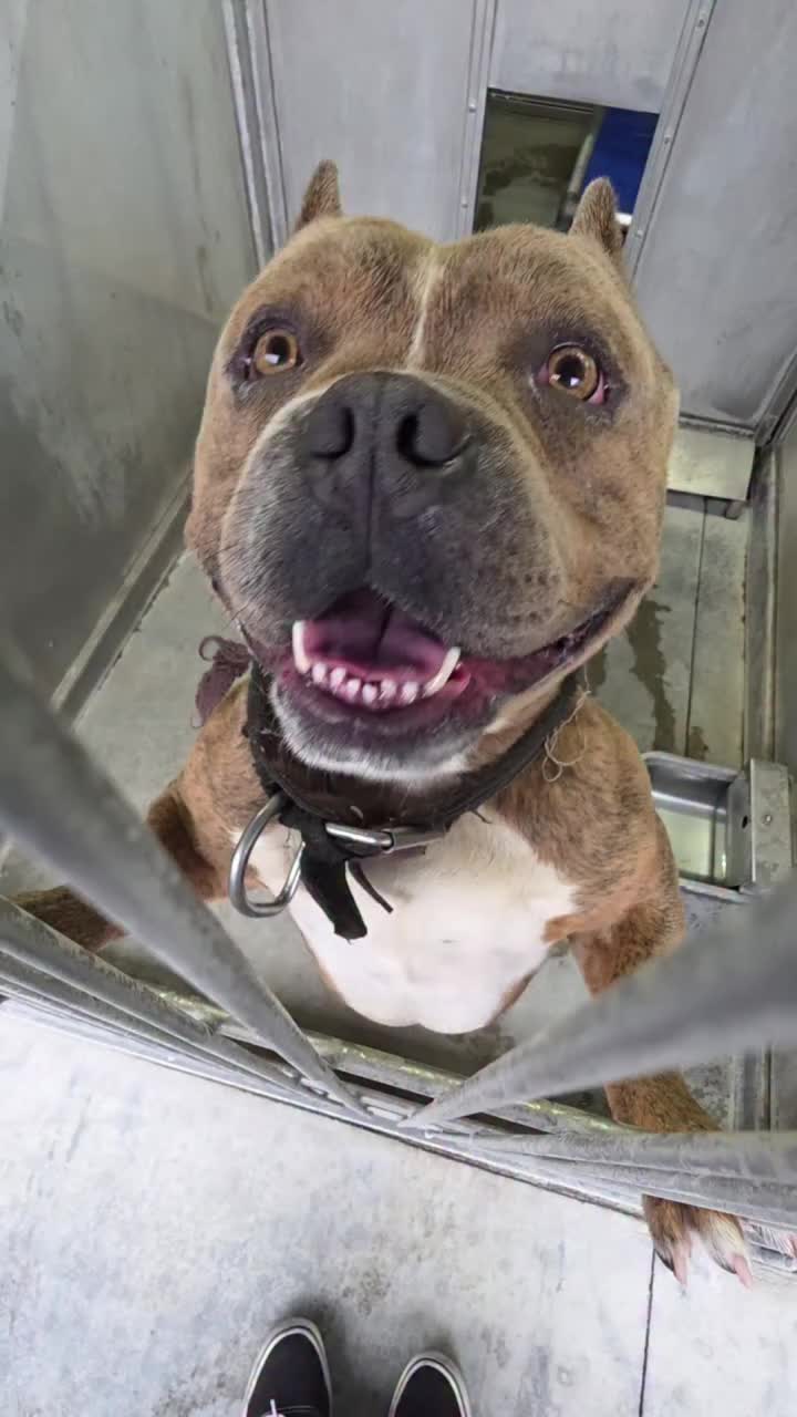 @Saving Mastiffs