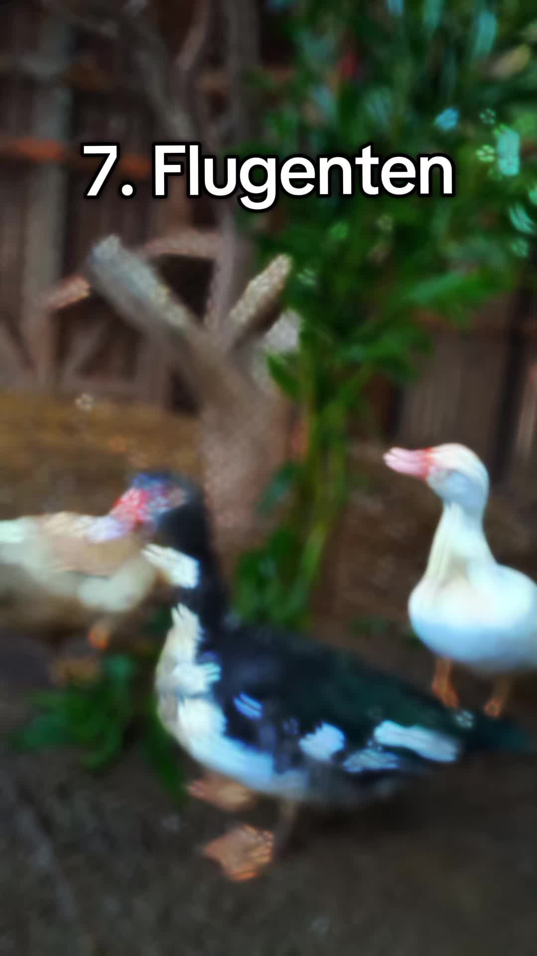 @🦚🆃𝓲𝓮𝓻🅿𝓪𝓻𝓴🆃𝓸𝓴🦚