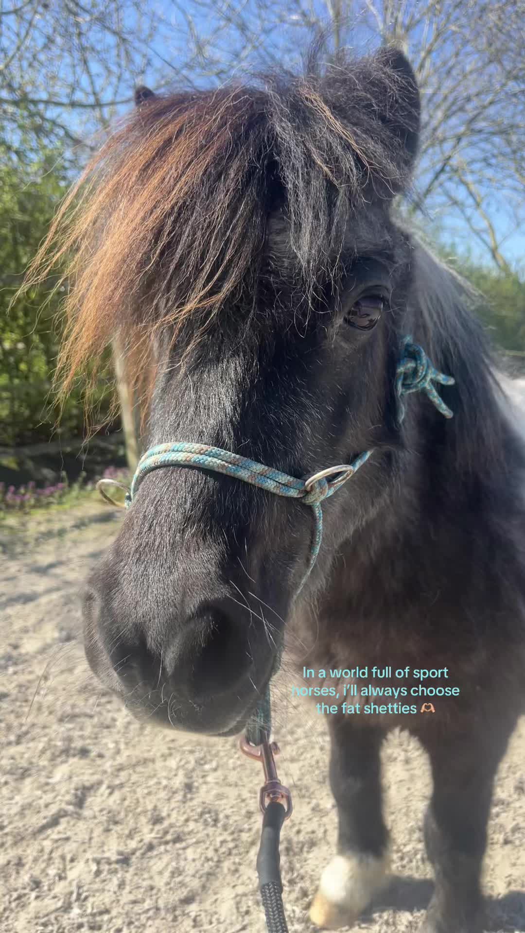@idh_horses