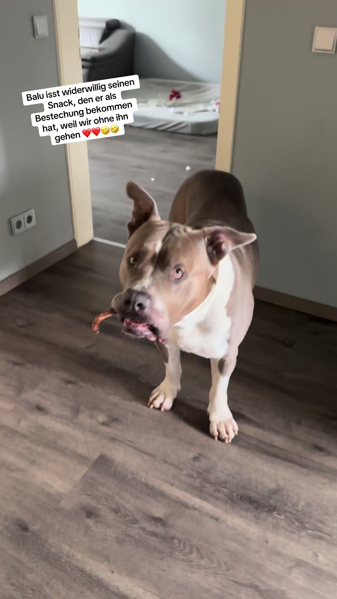 @XXLBALU