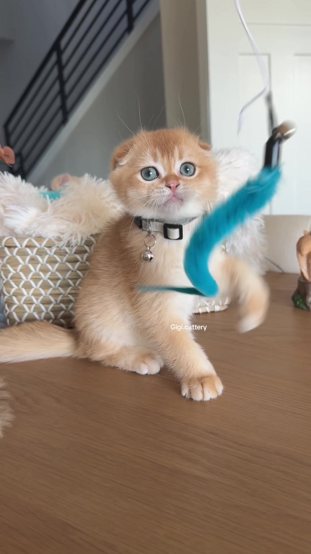 @gigi.cattery