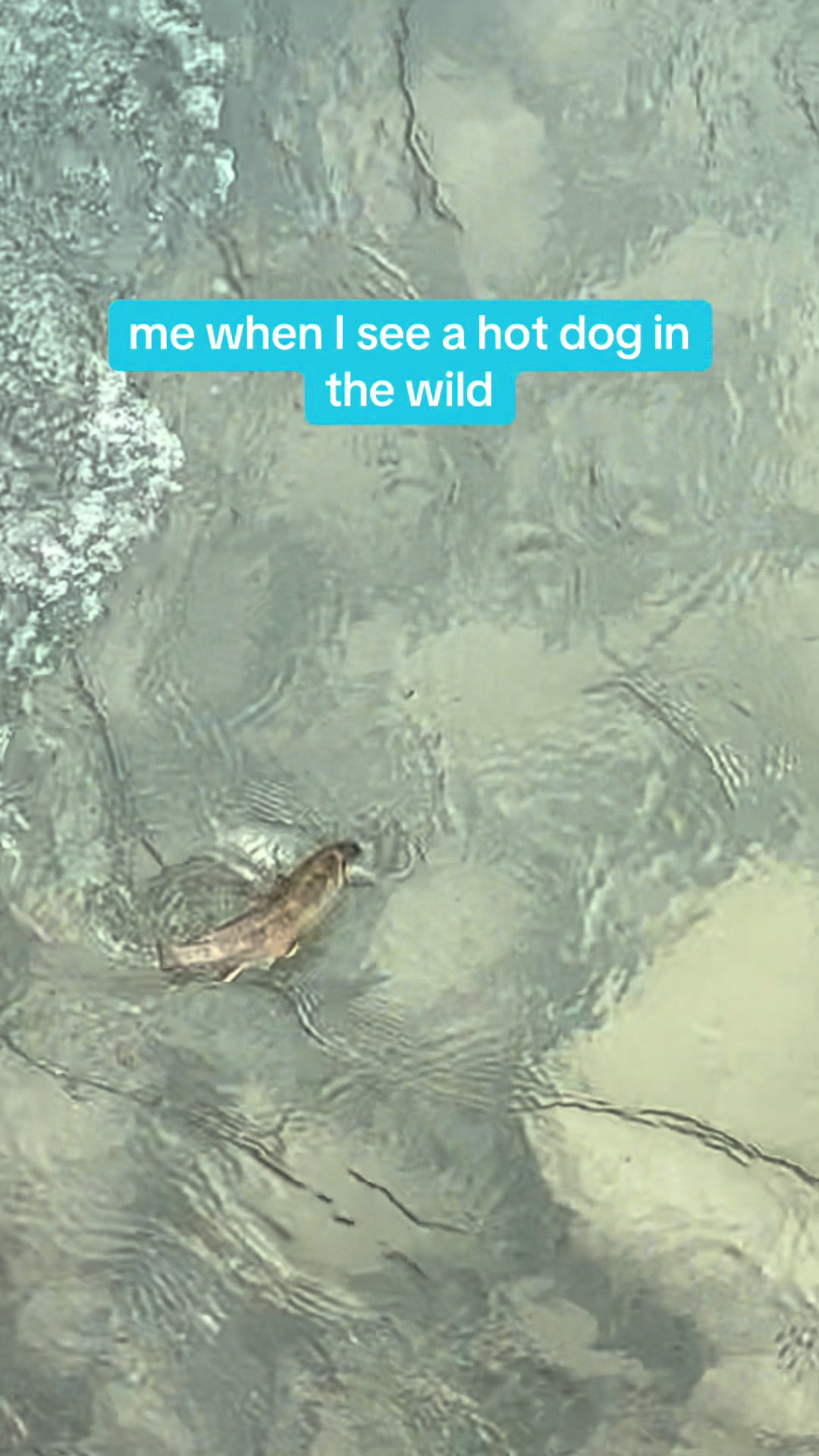 @ash