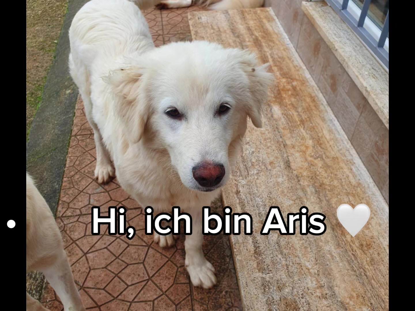 @Tierheim der Gl&uuml;ckliche