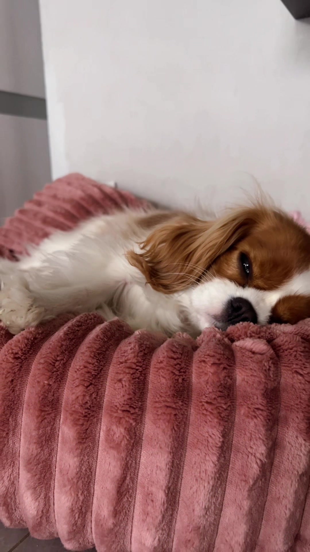 @Lilly Cavalier 🐶