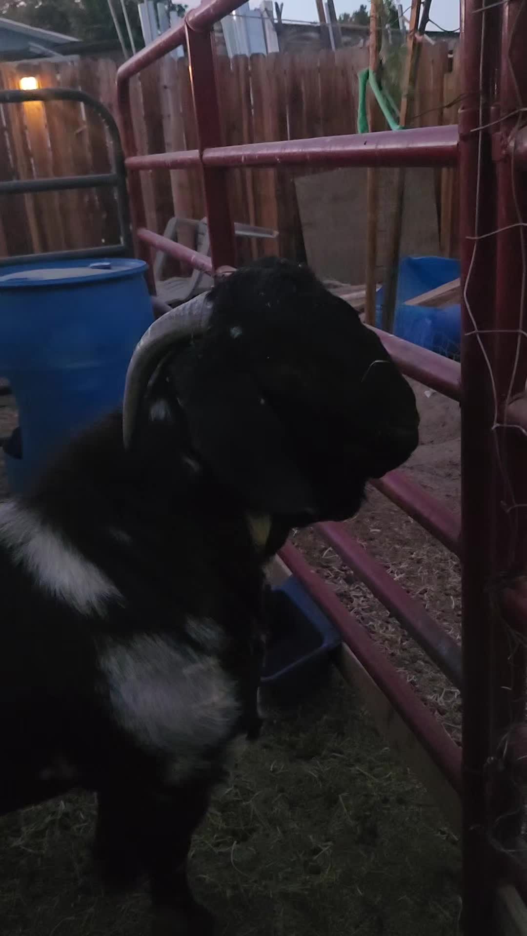 @Nancy | F&N Goat Farm 🐐