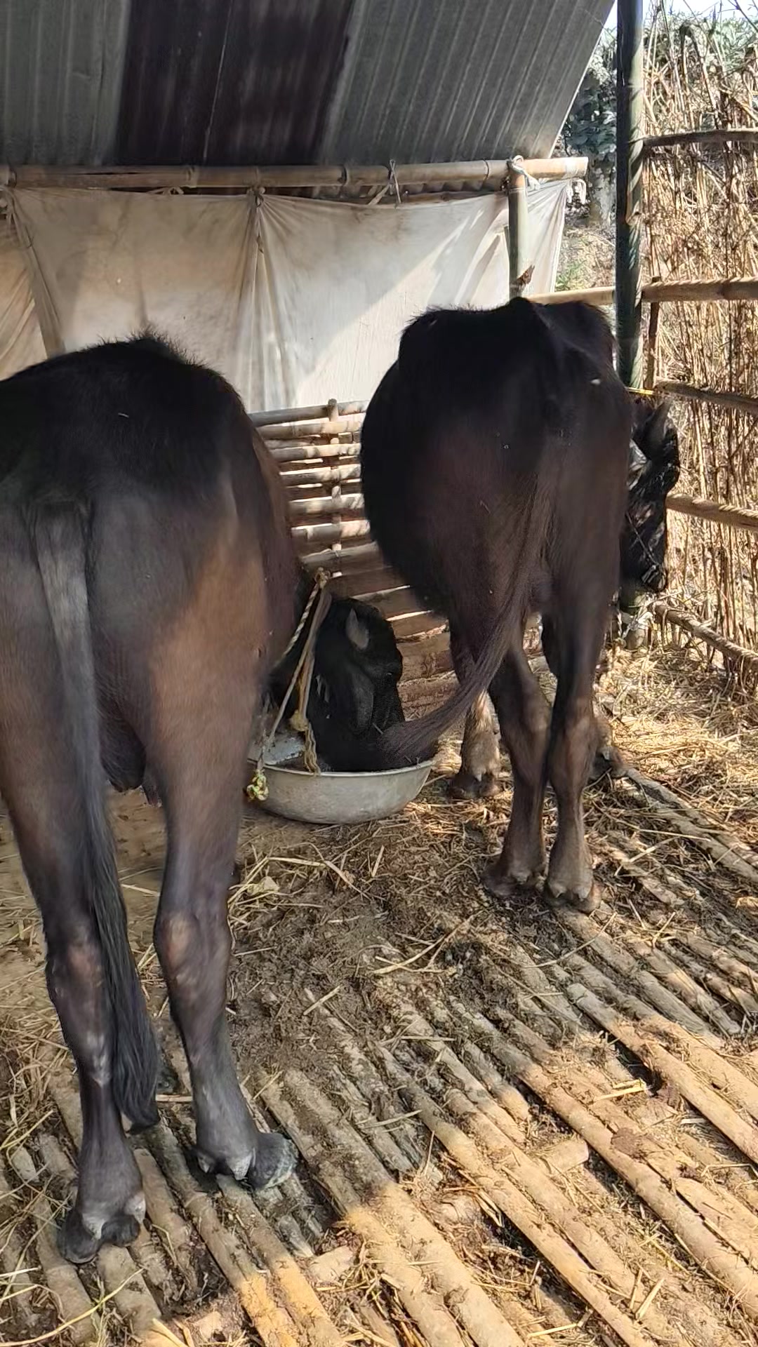 @टिकाराम खतिवडा