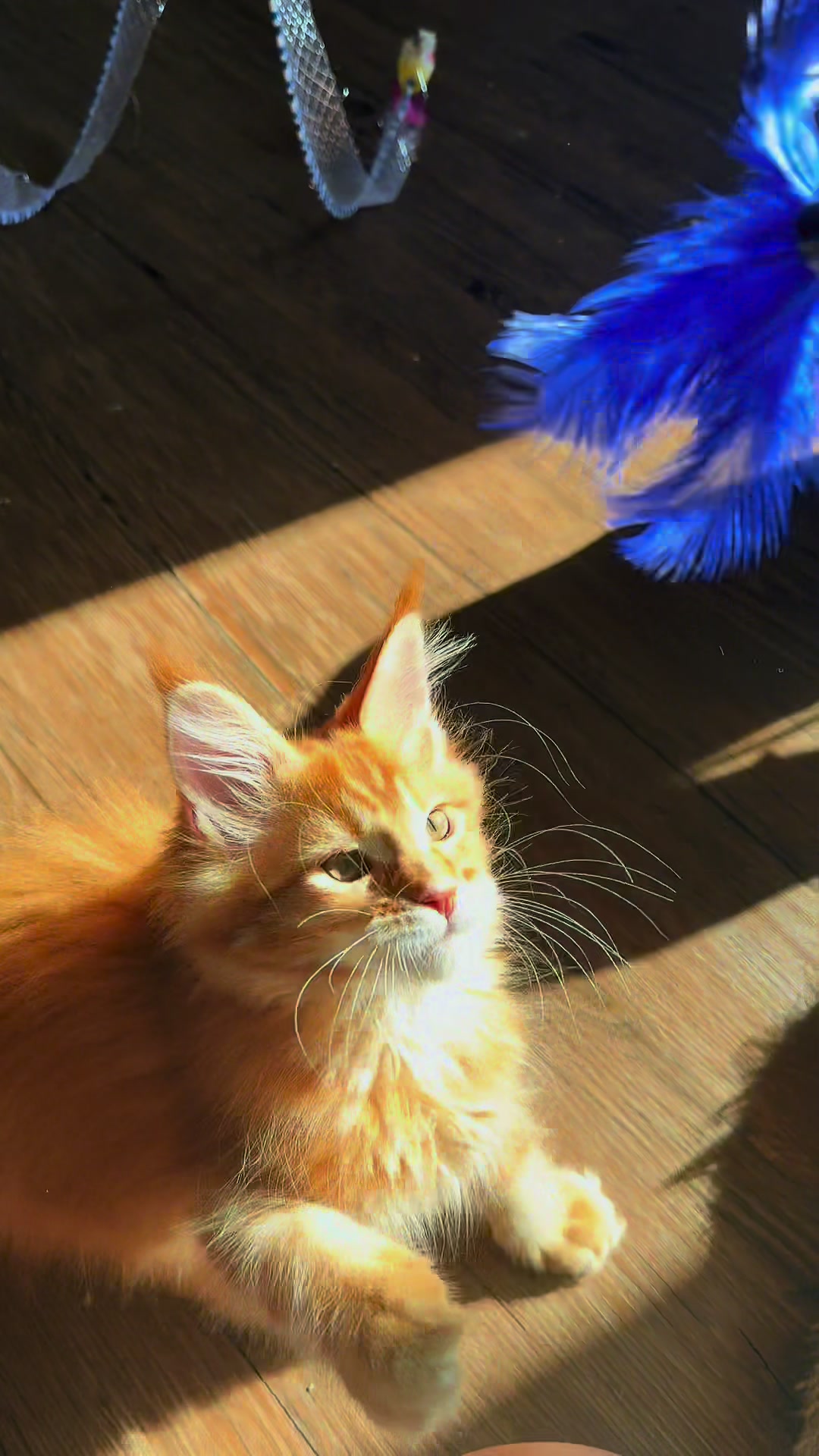 @Golden Maine Coon