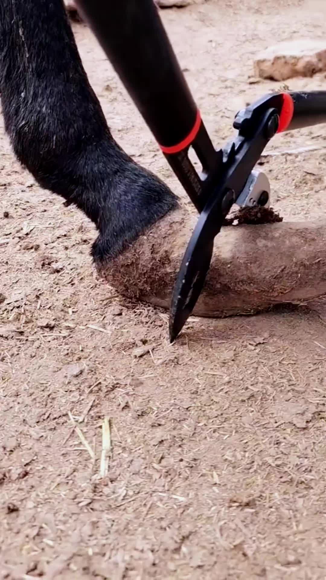 @Tessa - Animal US