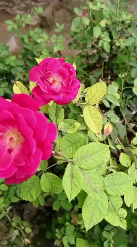 @iqra, Chaudhary