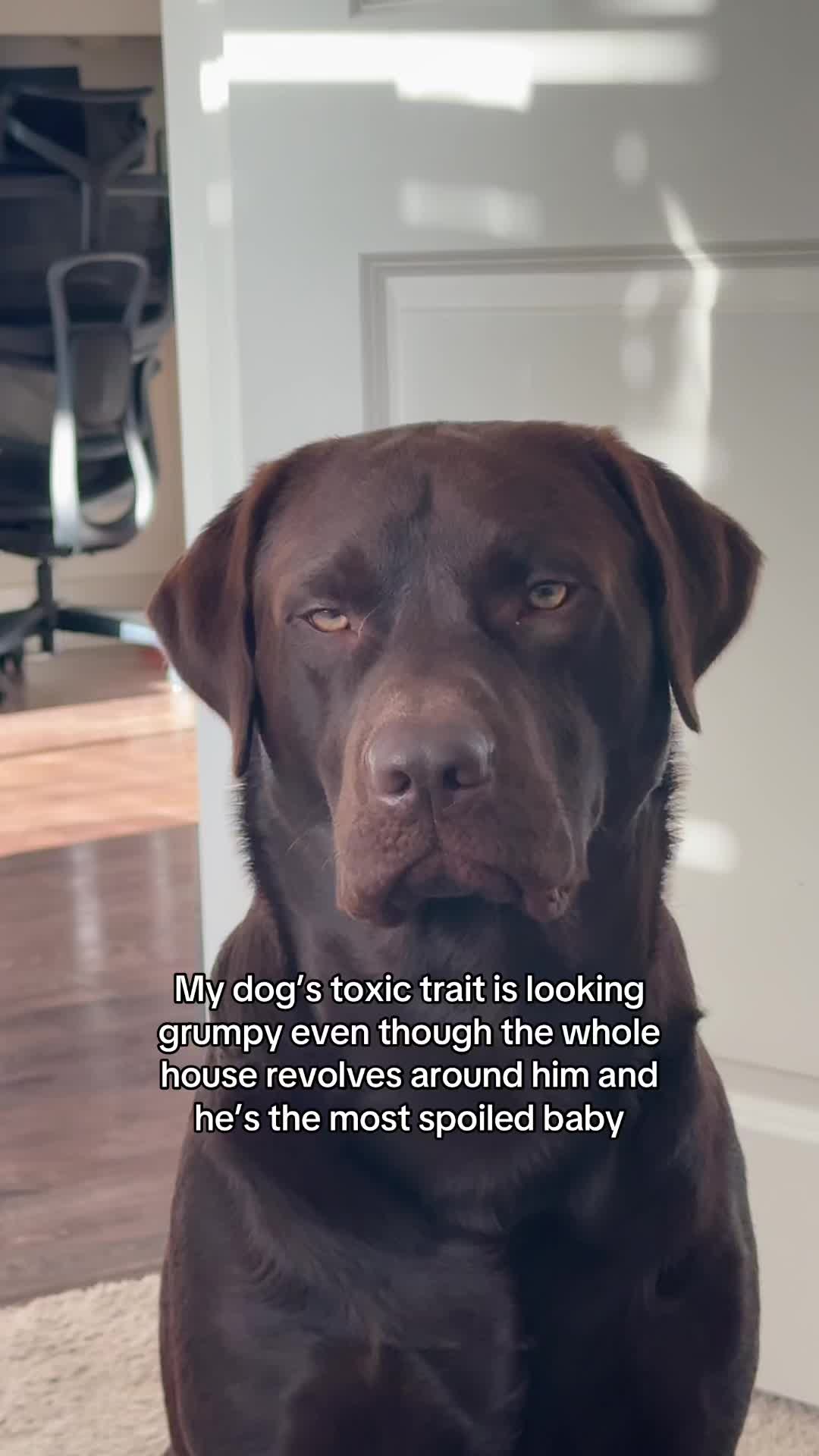 @Bruno Chocolate Lab