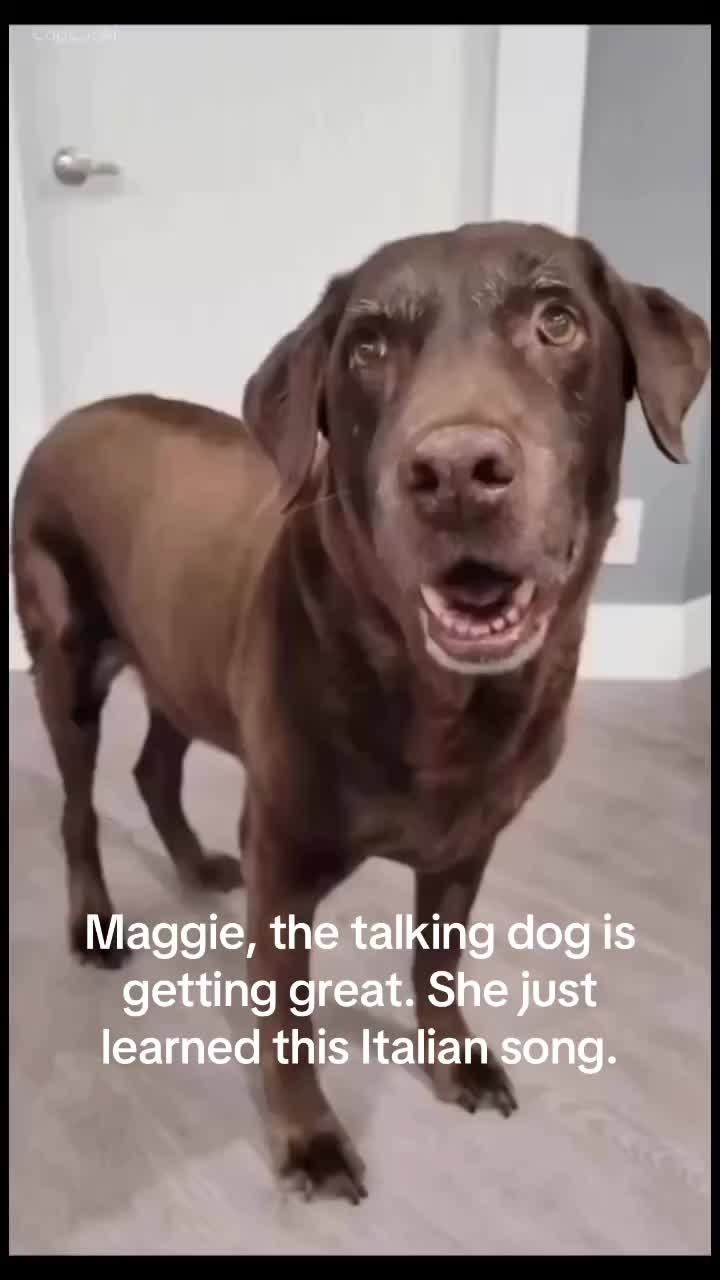 @Maggie the talking Dog