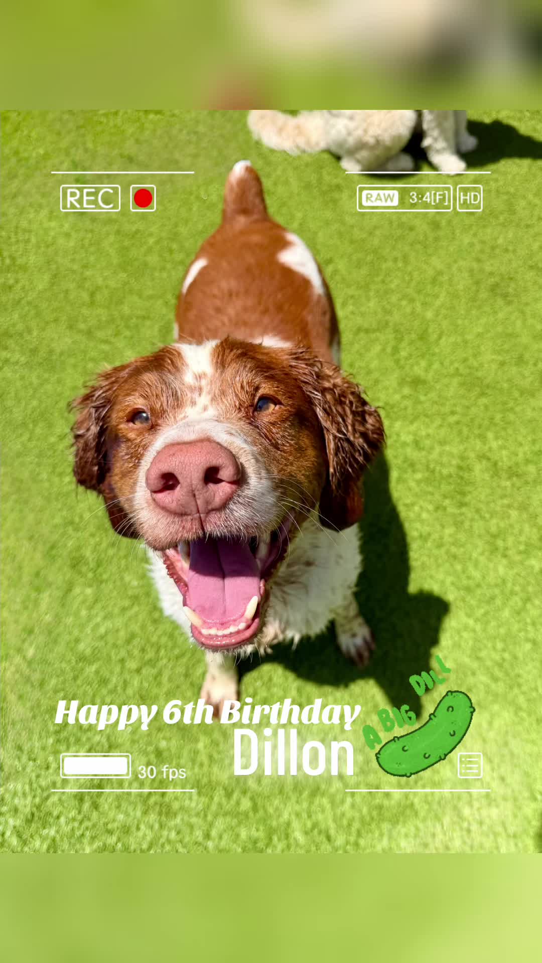 @Waghouse Dog Daycare