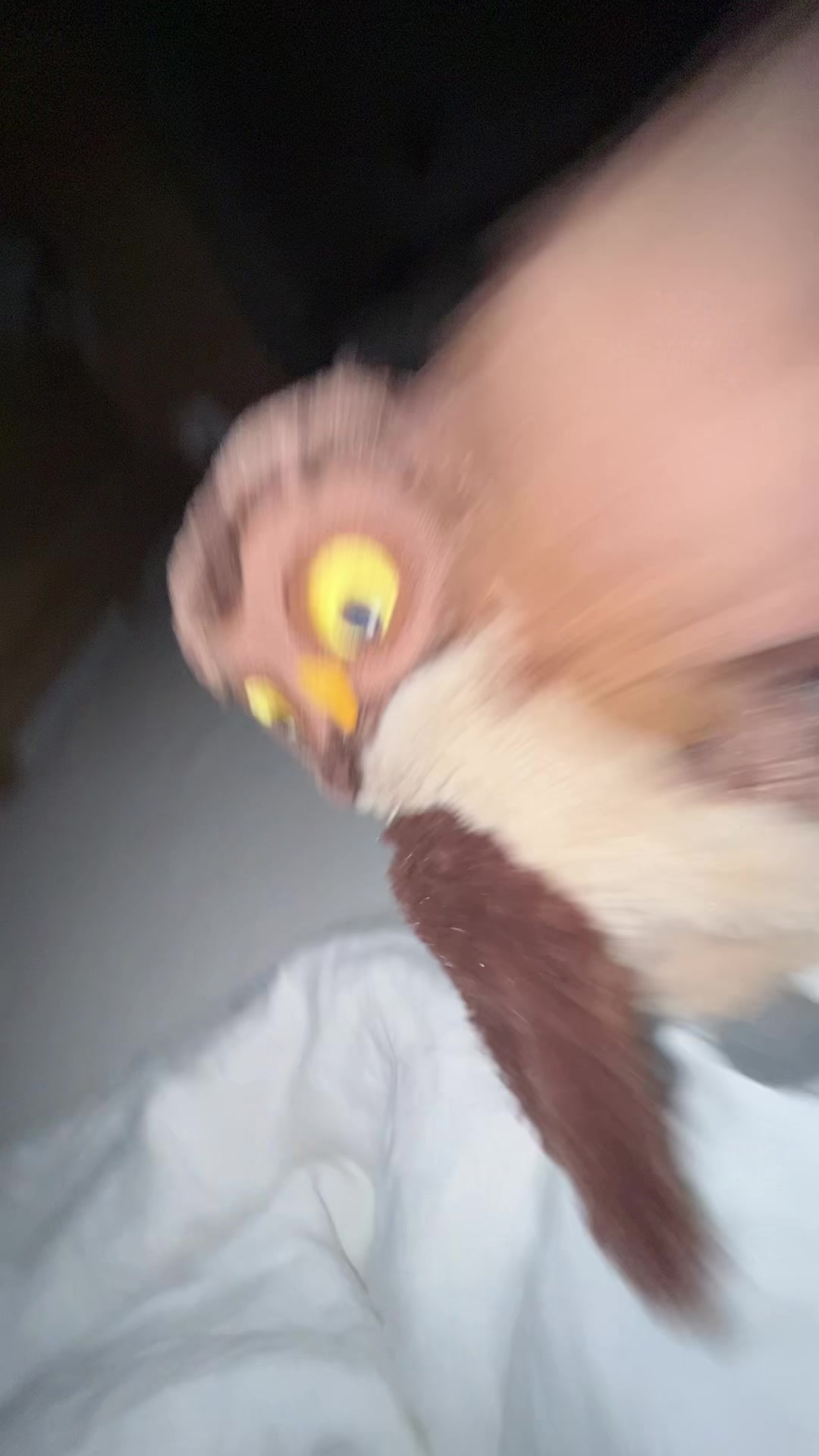 @🦉✨ Eule✨m✨🦉