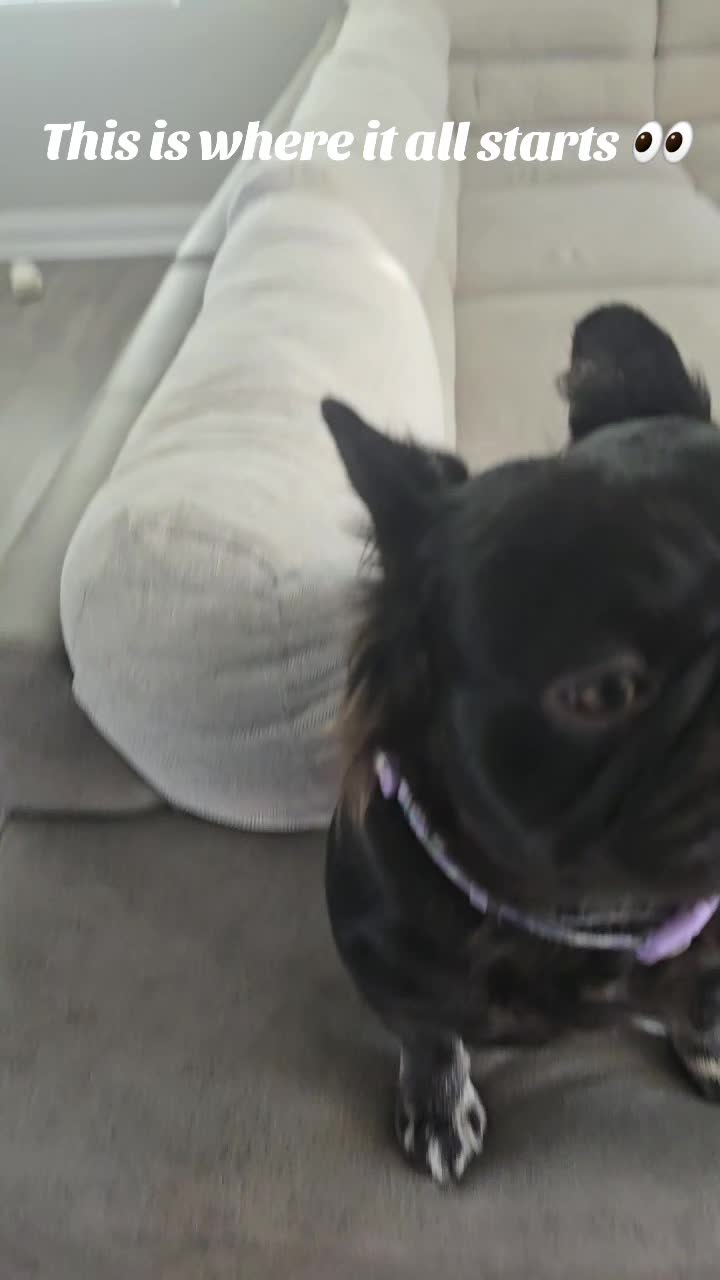 @luxuryfrenchiesbyyuni