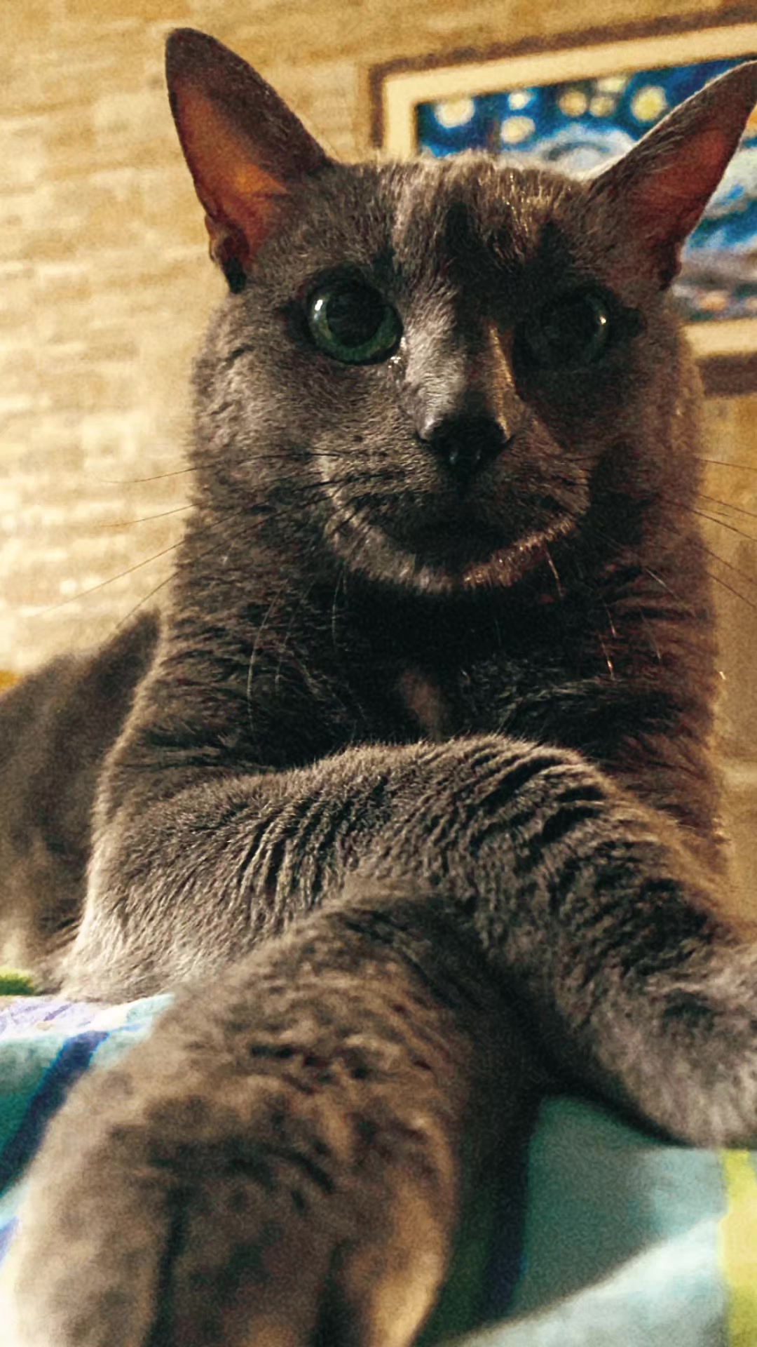 @👩💻occhi di gatto👩💻(lu🦋)