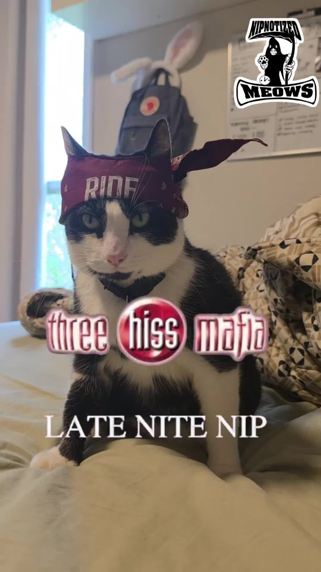 @THUGxedo Cat