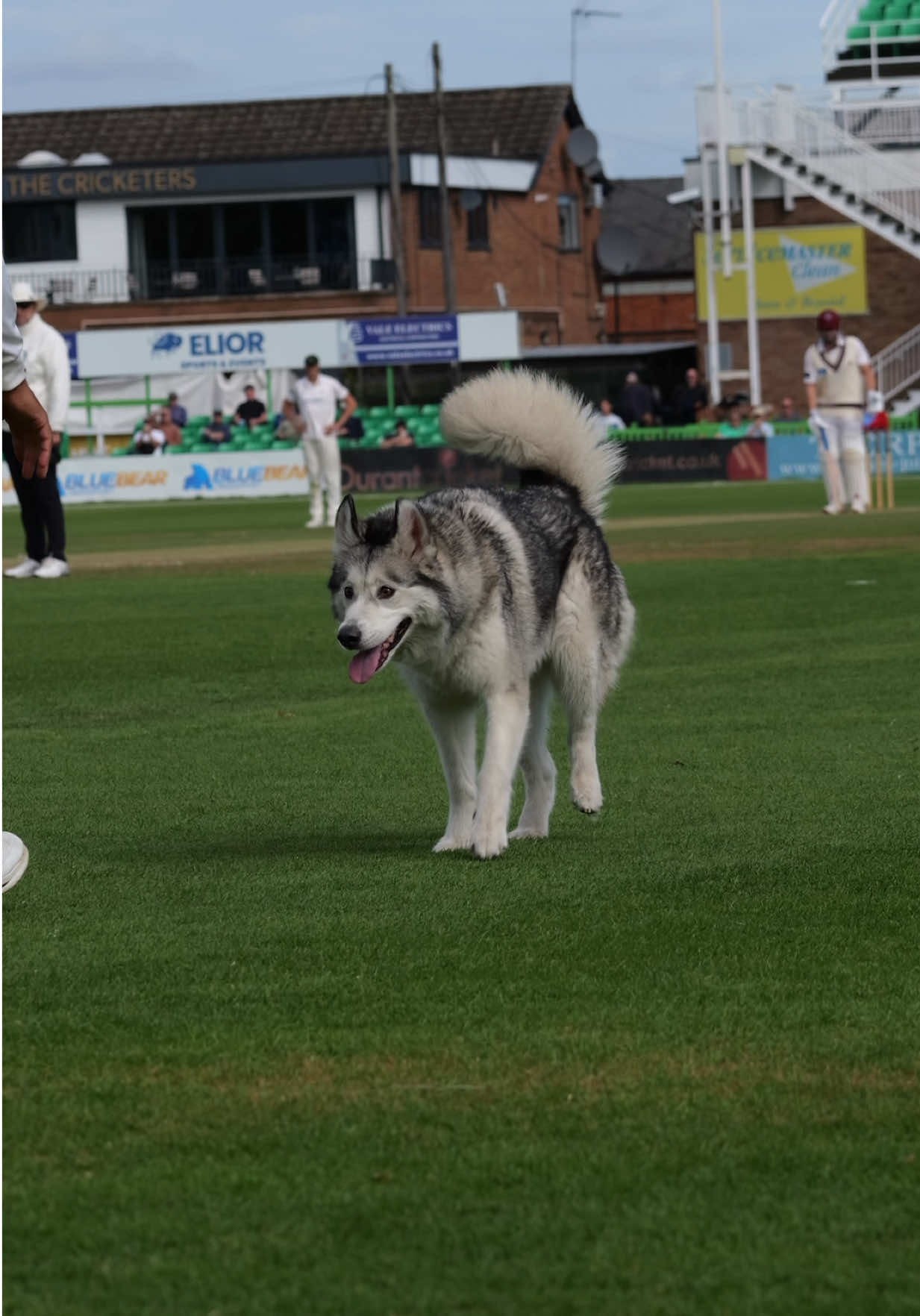 @Somerset Cricket