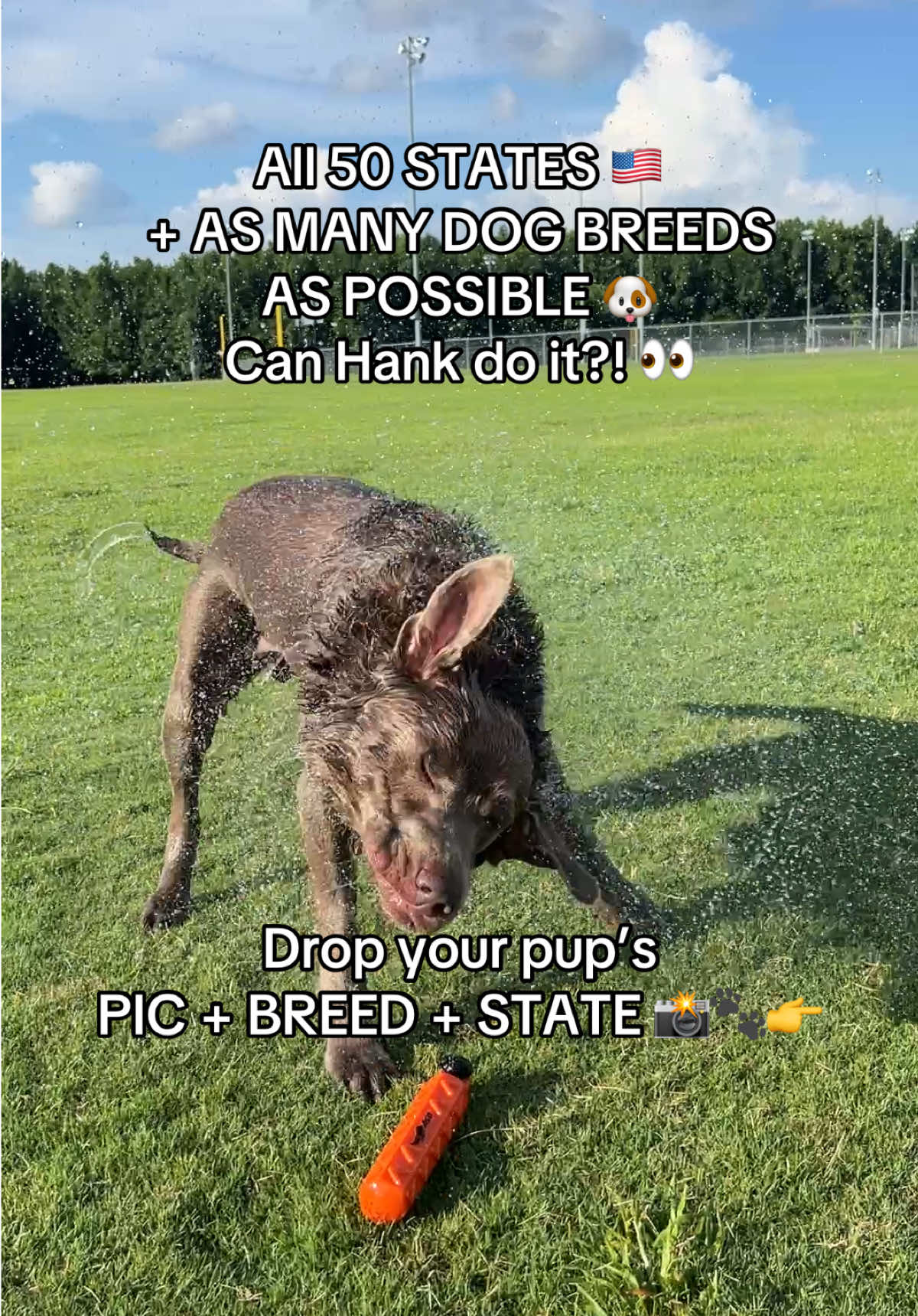 @Hank the Tank | Silver Lab 🩶