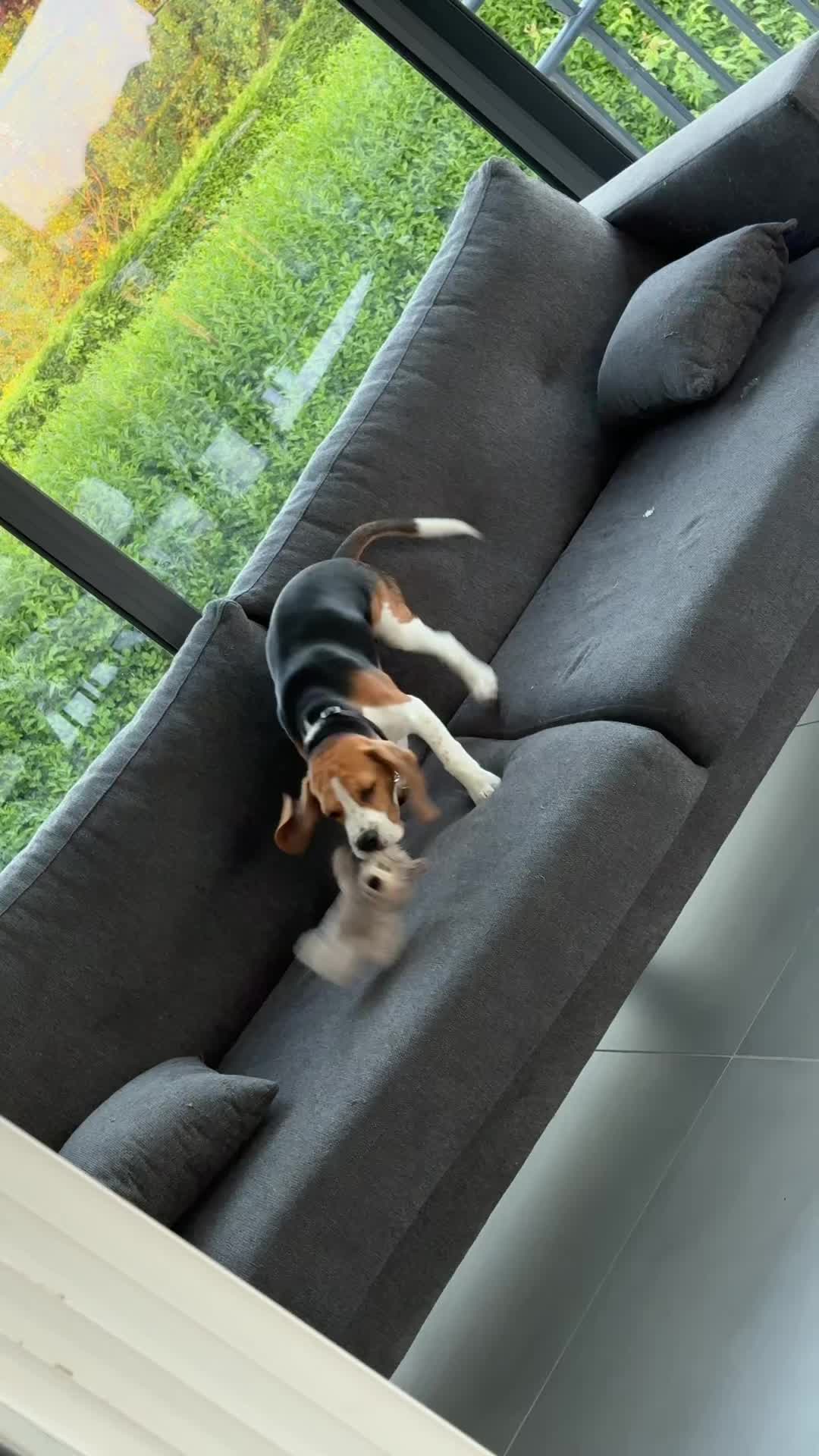 @Asko le Beagle💙