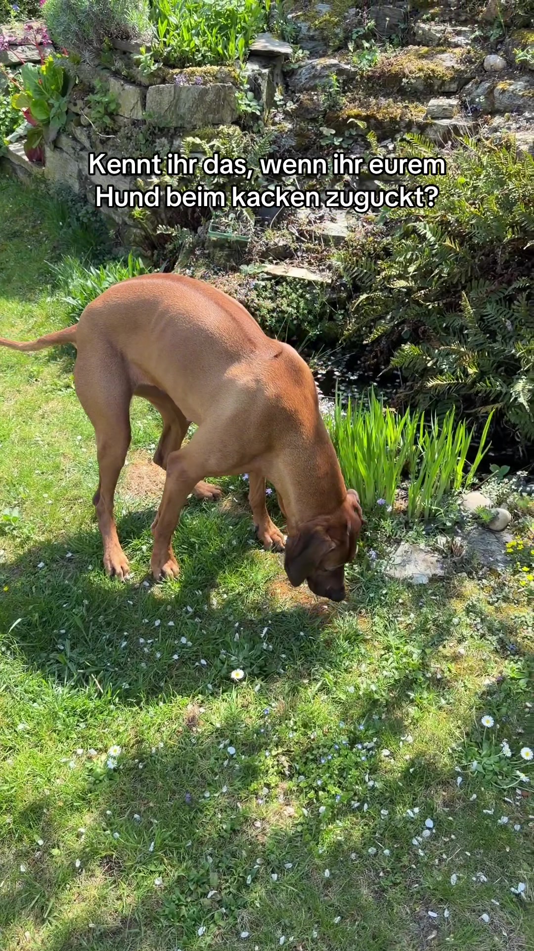@Ridgeback Diaries
