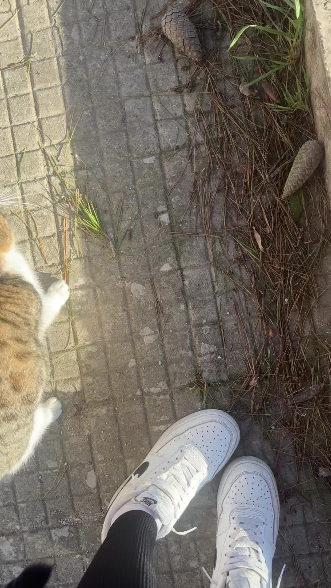 @lu🐈⬛