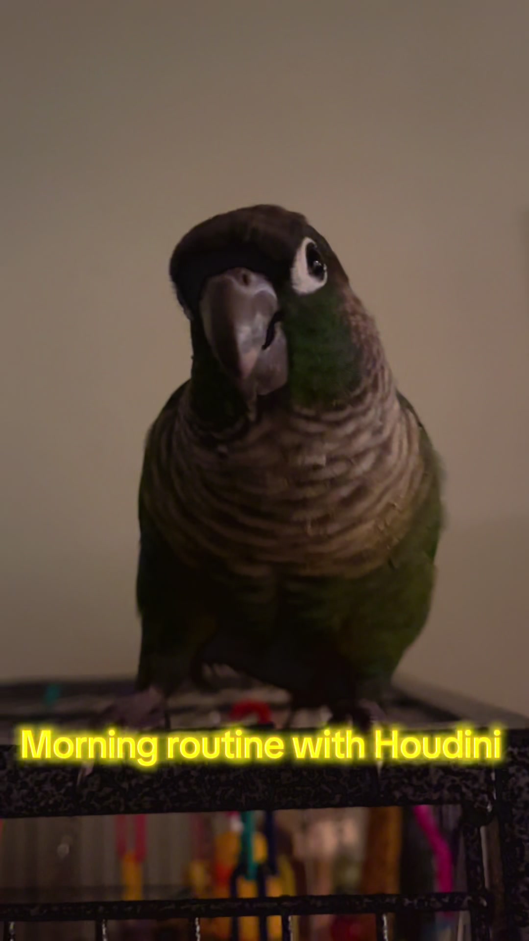 @Houdini 🦜🧚&zwj;♀️💕