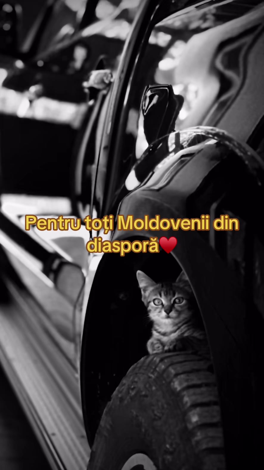 @‼️Dorin🇲🇩Итальянец‼️