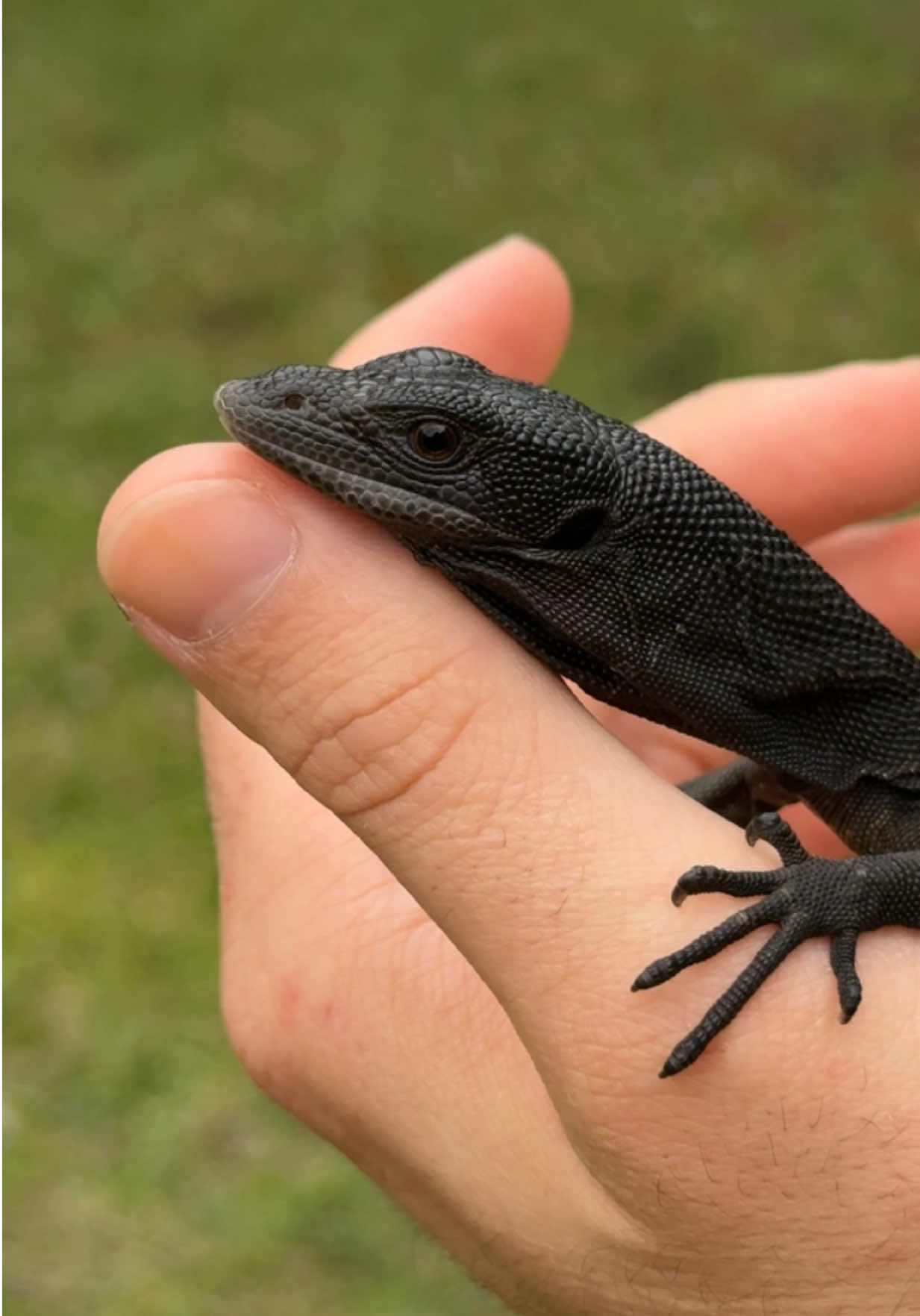 @Rhetts Exotic Pets
