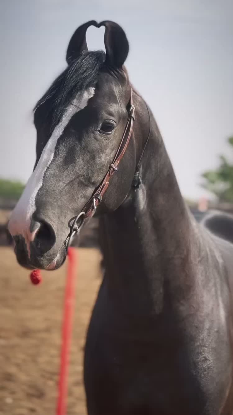 @شوق۔ پنجاب دا🐴🐴