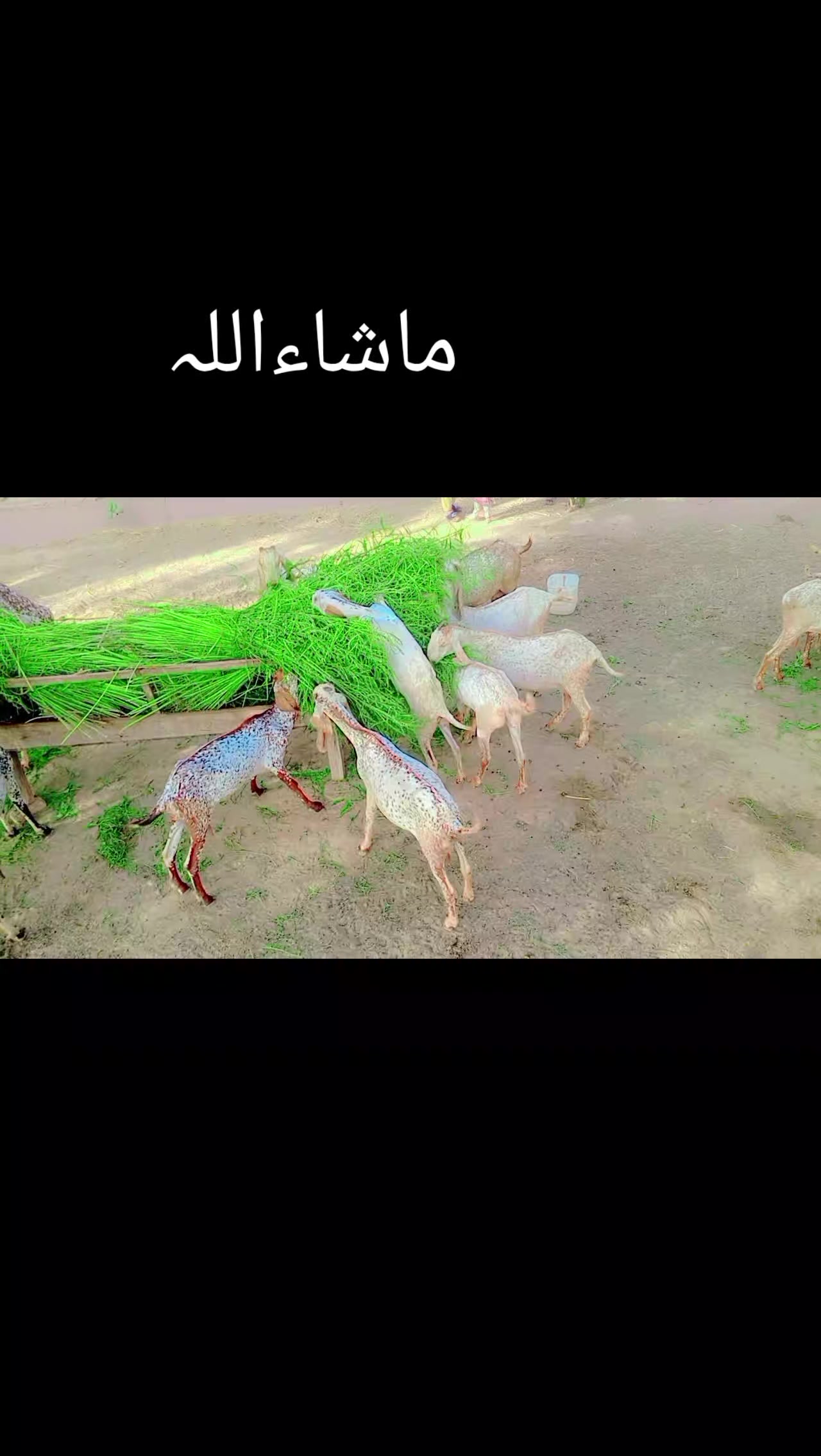 @Malik Rashid