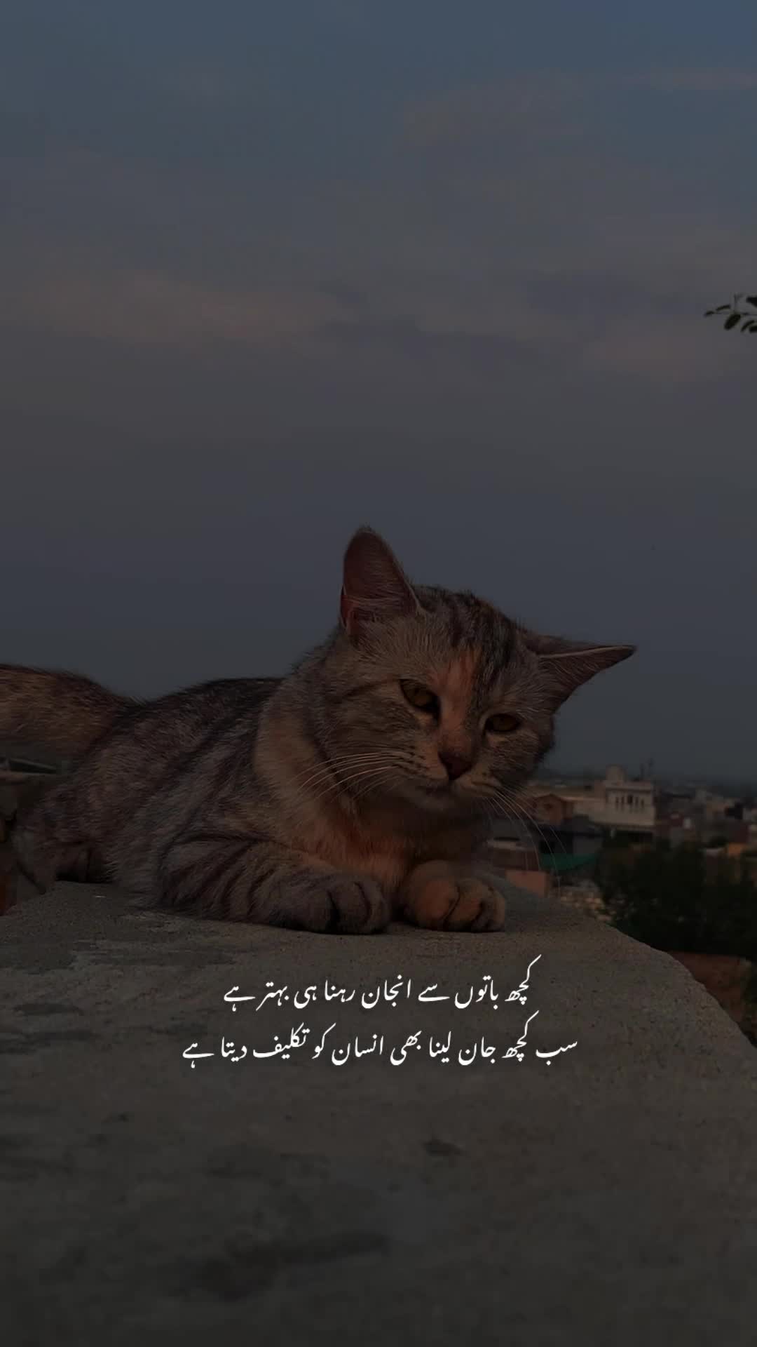 @𝙏𝙖𝙡𝙝𝙖 𝟐🫀❤️&zwj;🩹