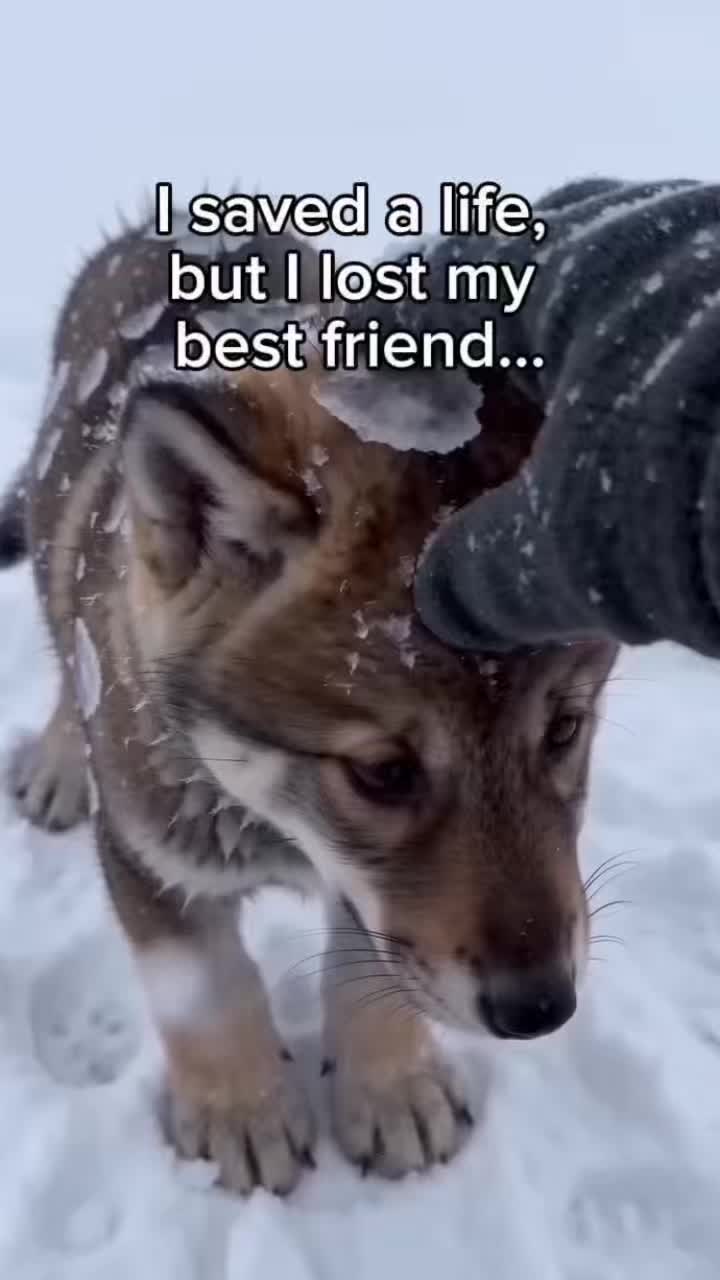 @StoriezTold 🐶