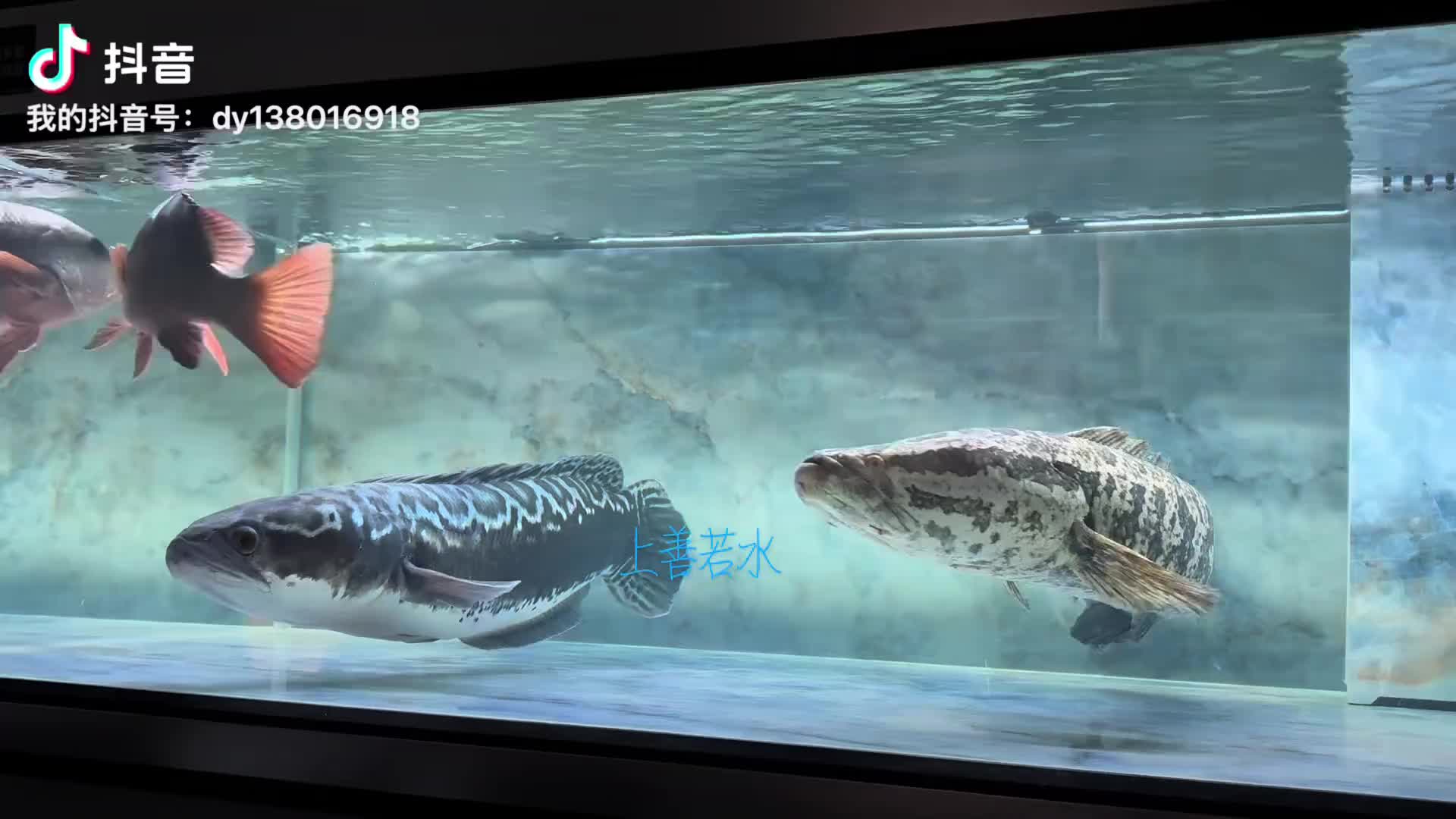 @Monsterfishkeeper