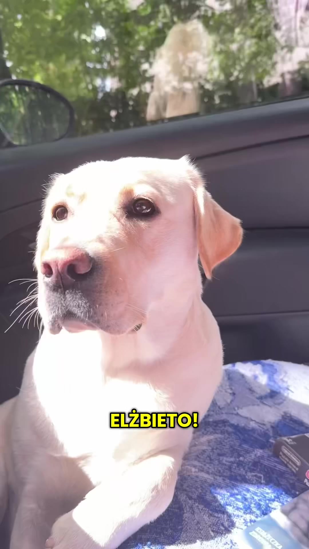 @Moonlife -Labrador Retriever