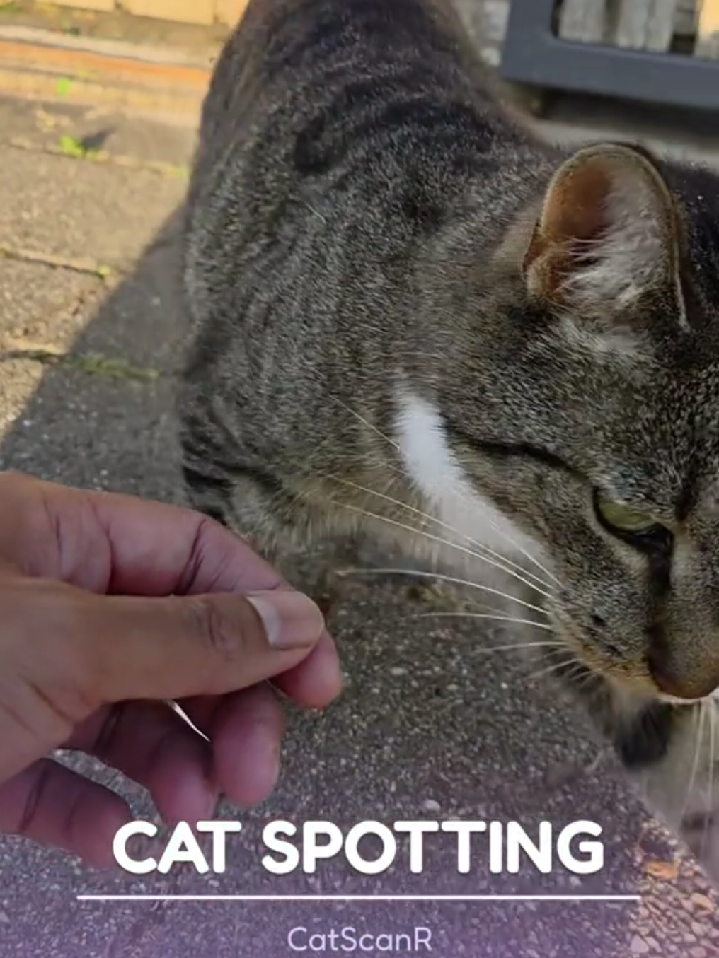 @CatSwoppr