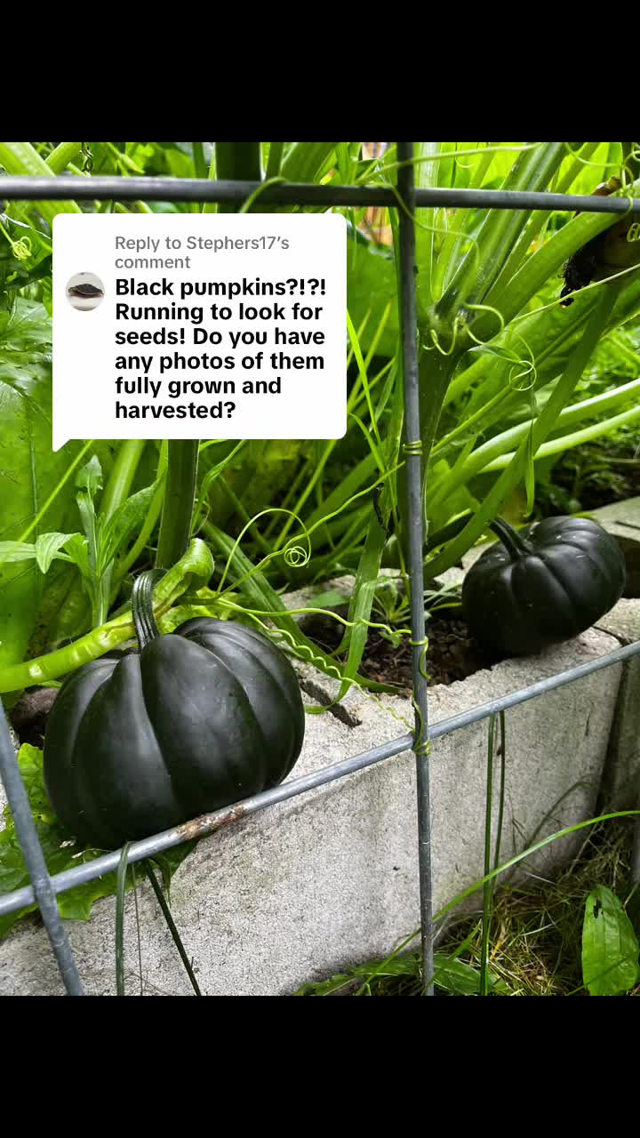 @DamnHippieFarm ๐
