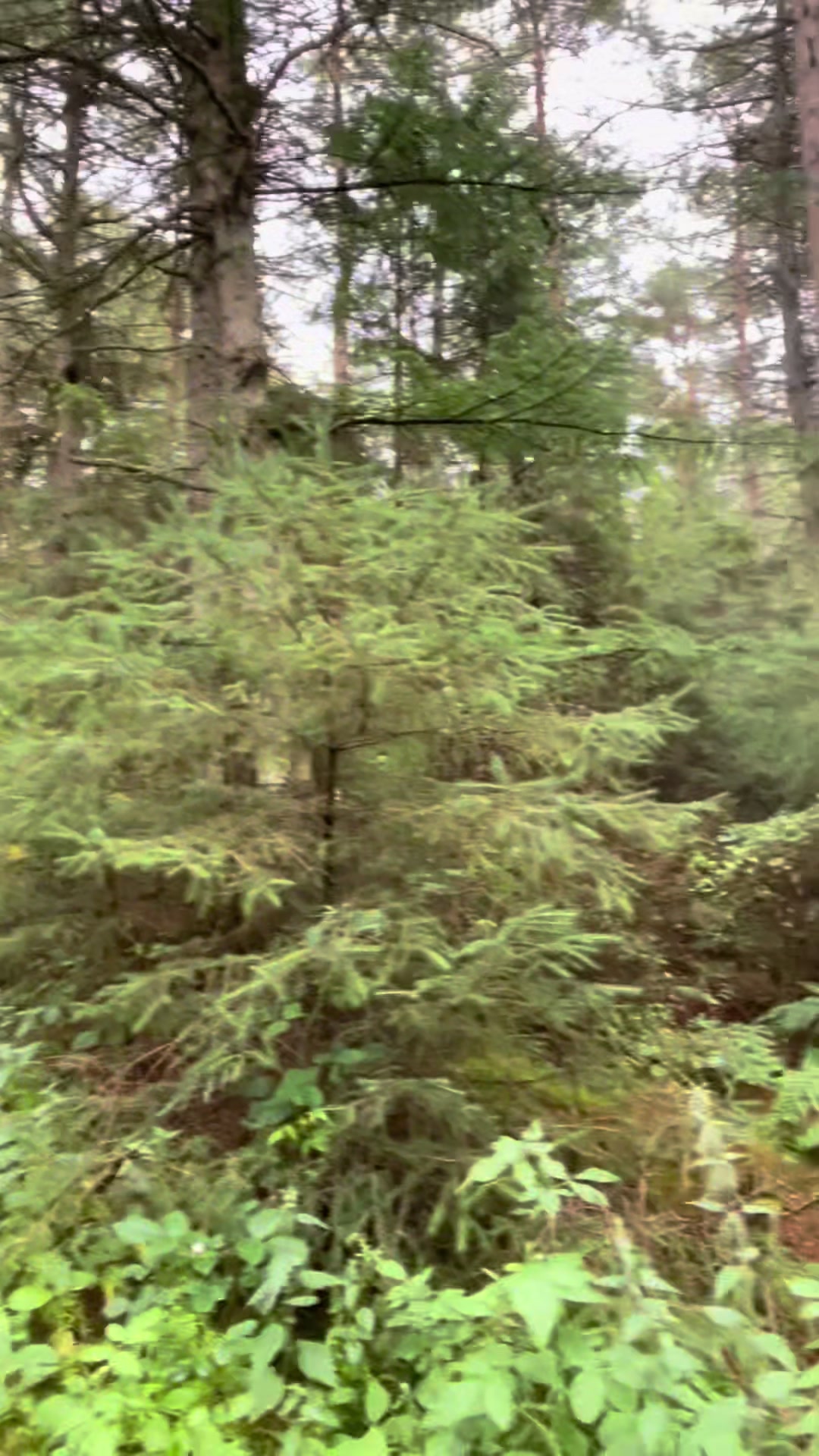 @ᛏᛁᛏᚢᛋ 🌞🌲🏔️ᛉ