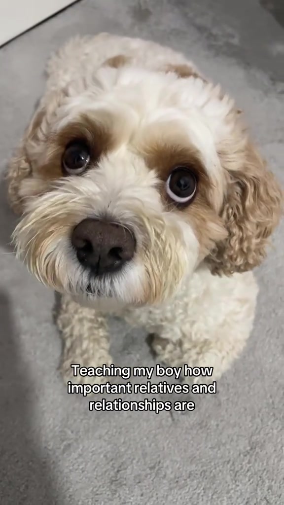 @My Cavachon