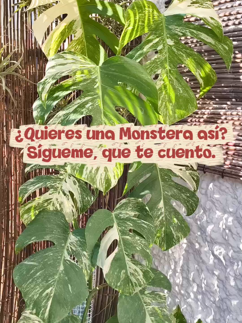 @𝑴𝒊 P𝒂𝒕𝒊𝒐𝒉𝒖𝒆𝒓𝒕𝒐