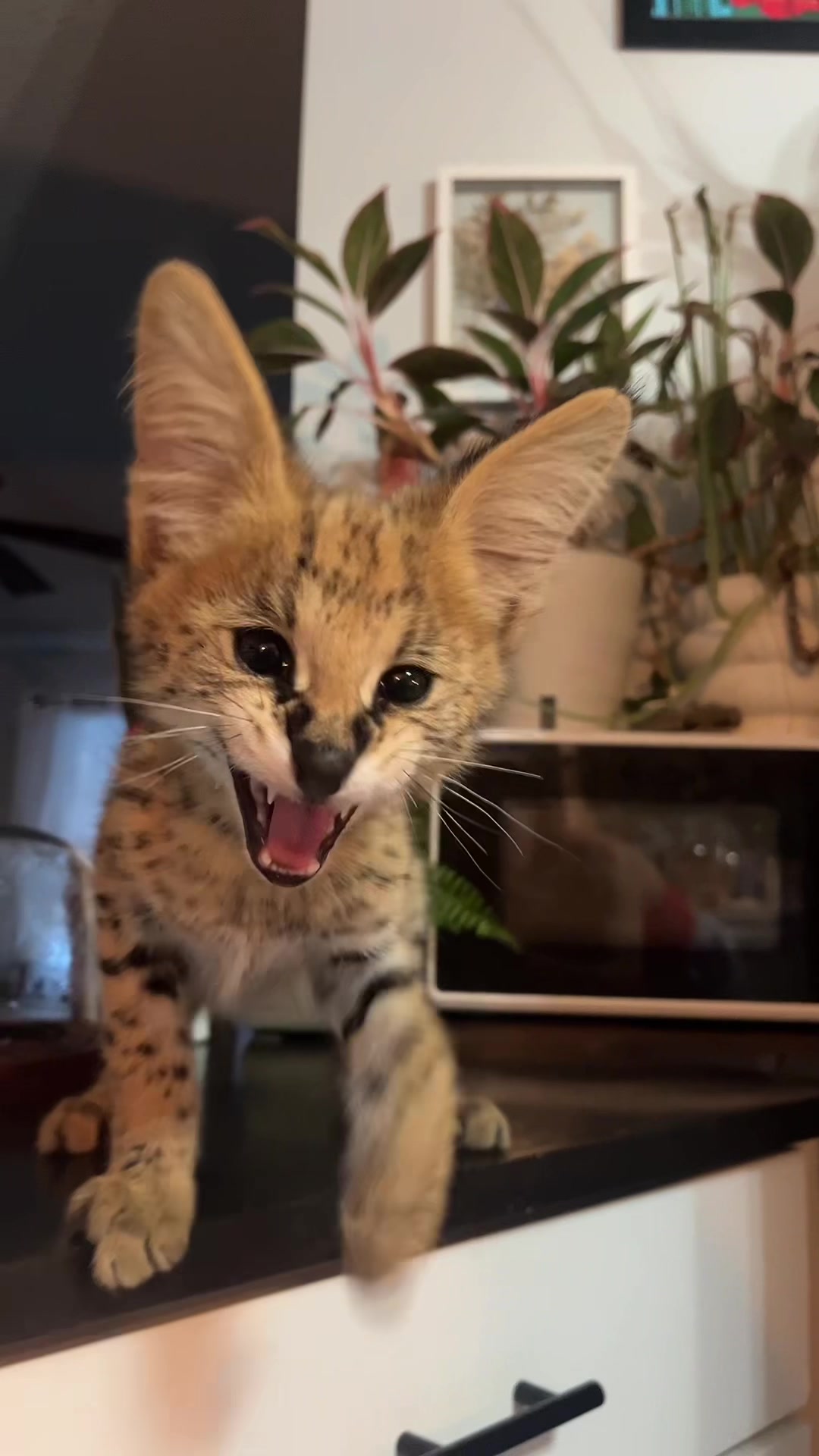 @BAO THE SERVAL