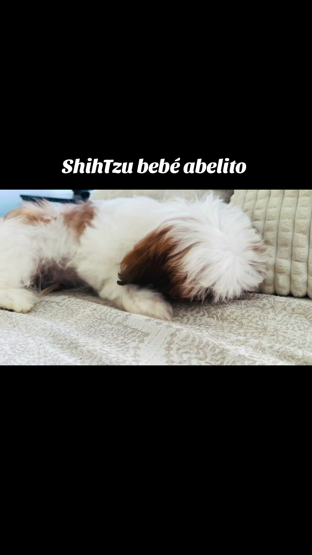 @Crispín_y_mia_shihtzu_puppies.