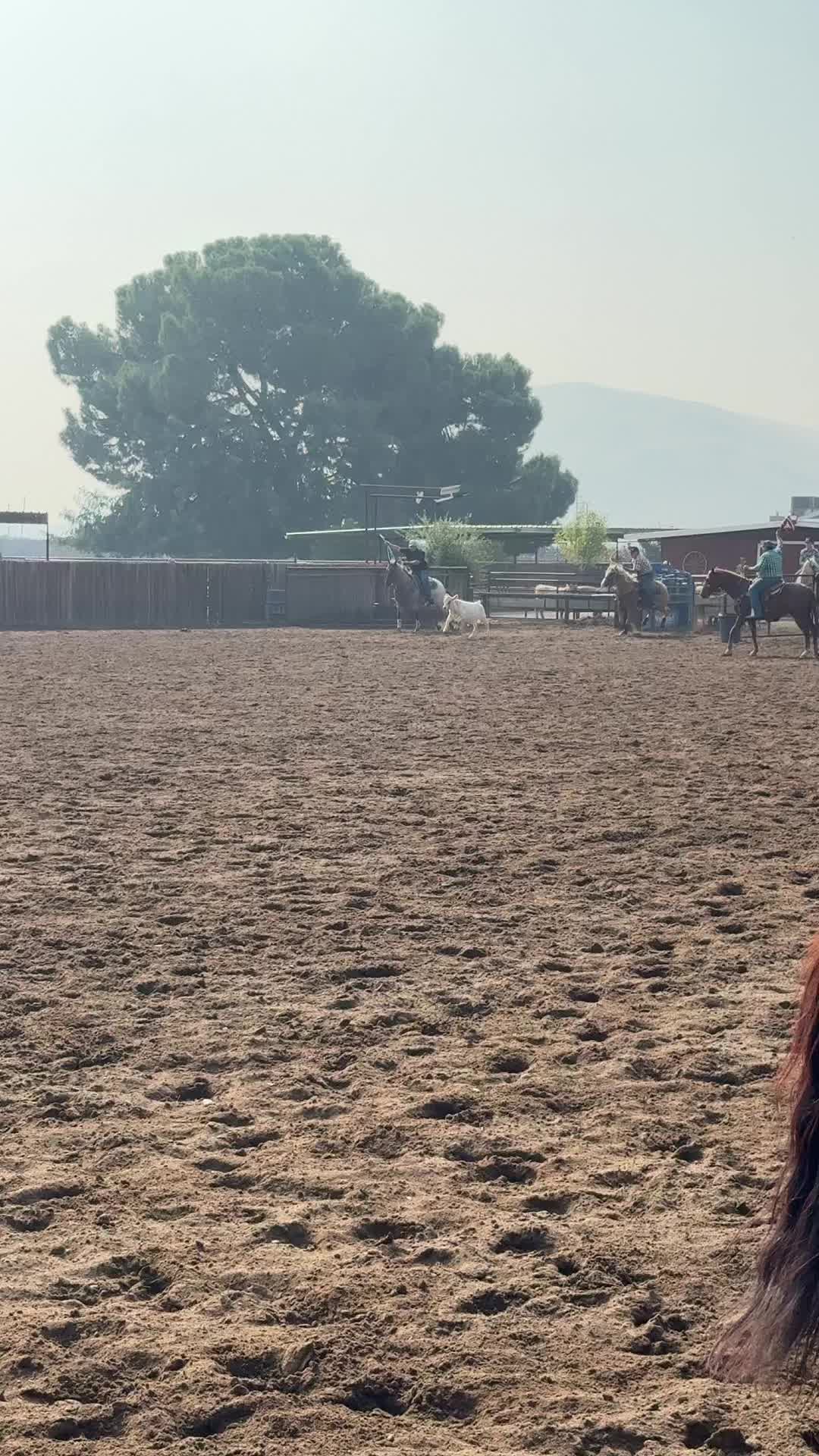 @Cord Forzano Rope Horses