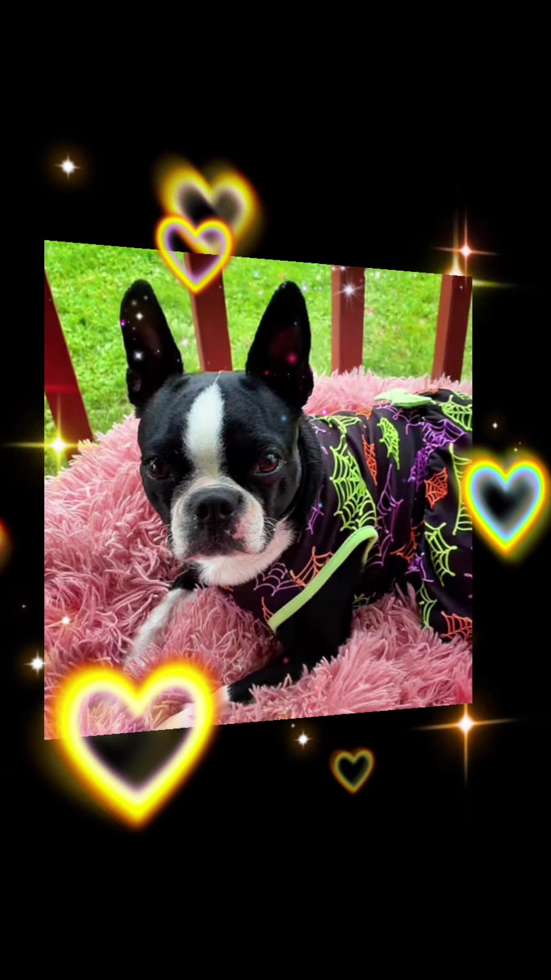 @bostonterrier7