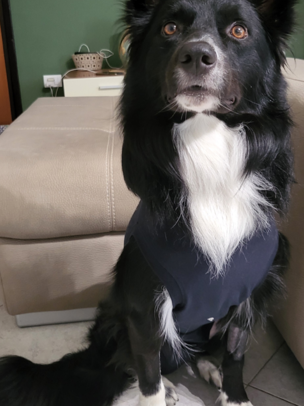 @Service dog Falco 🐾🦅🌈