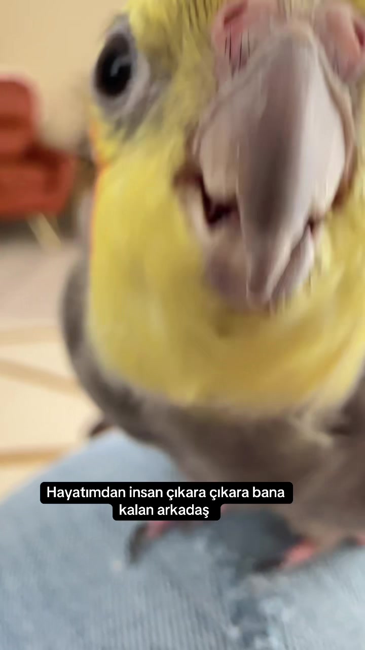 @Svg.K.E