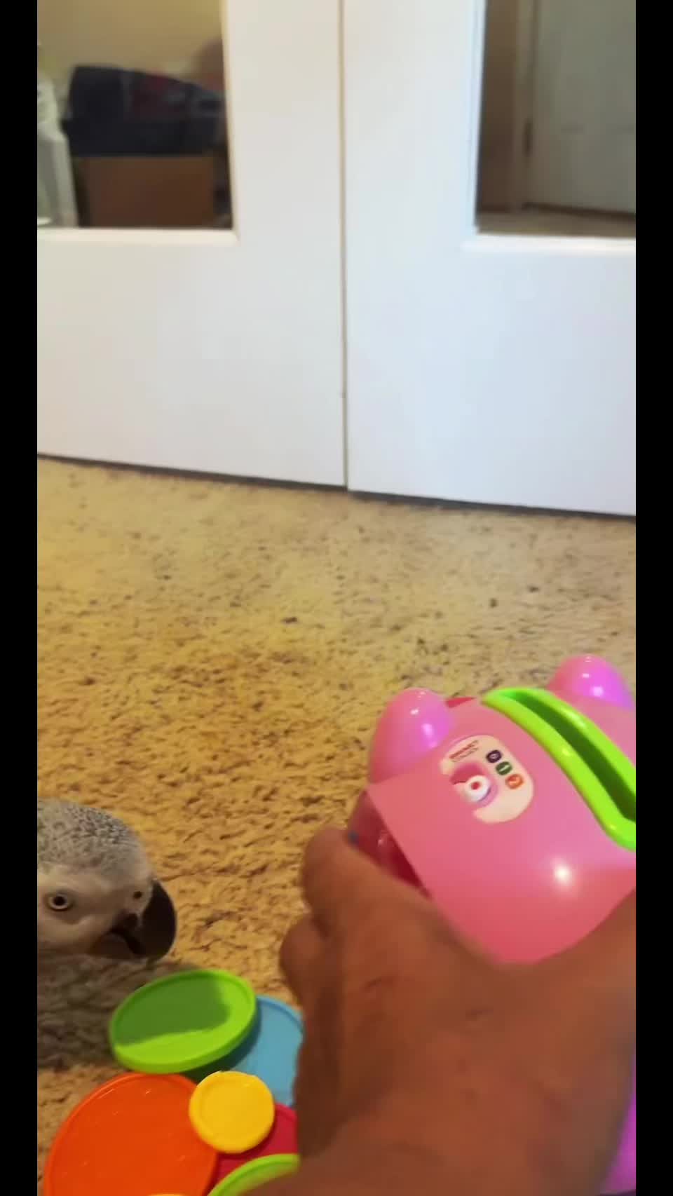 @thehinzoo