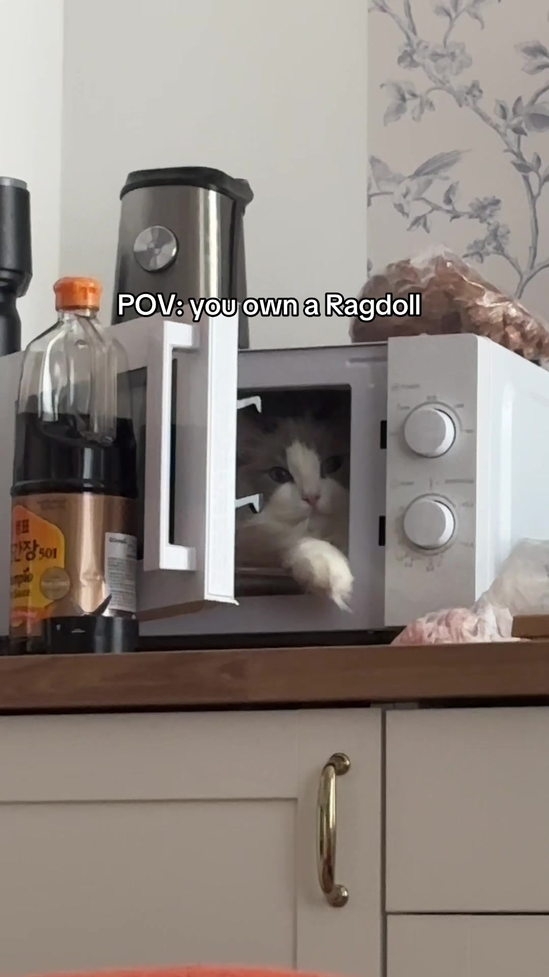 @Sirius Ragdoll