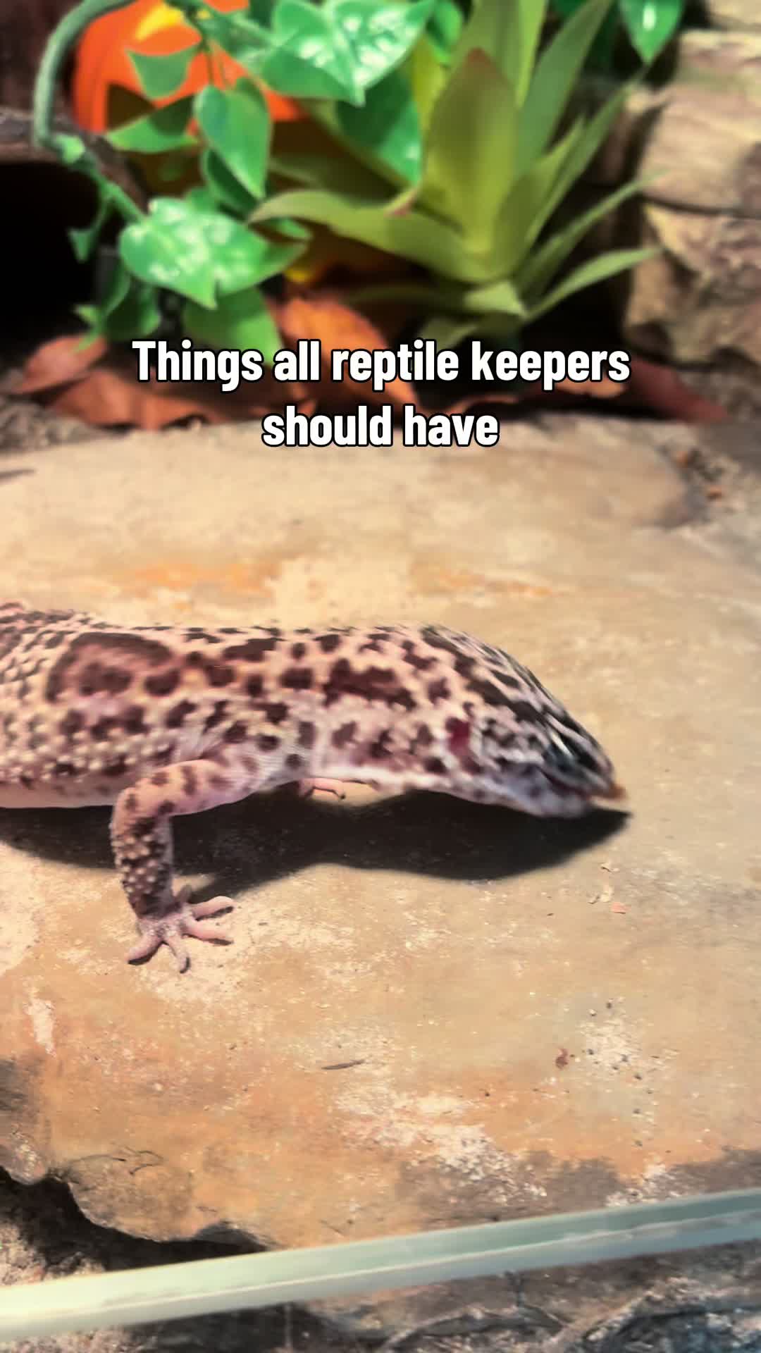 @Mika🦎