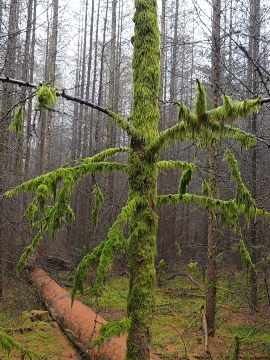@winter_and_bushcraft